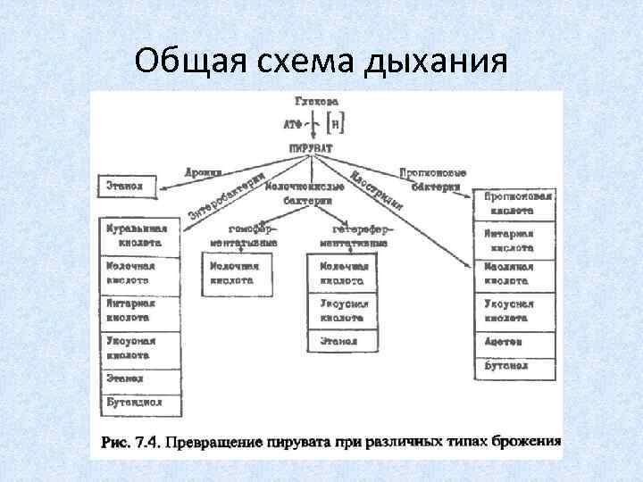 Физиологические функции микроорганизмов схема