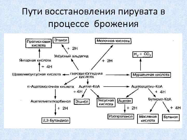 Пути восстановления пирувата в процессе брожения 