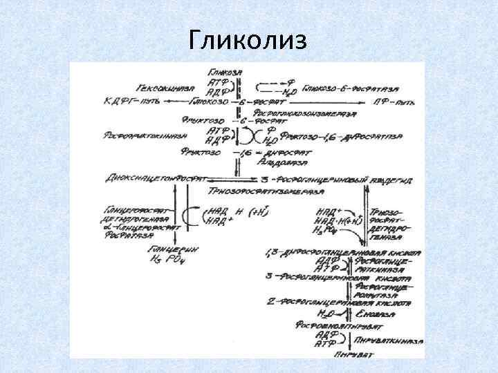 Гликолиз 