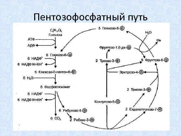 Схема метаболизма эритроцитов показав пути использования глюкозы