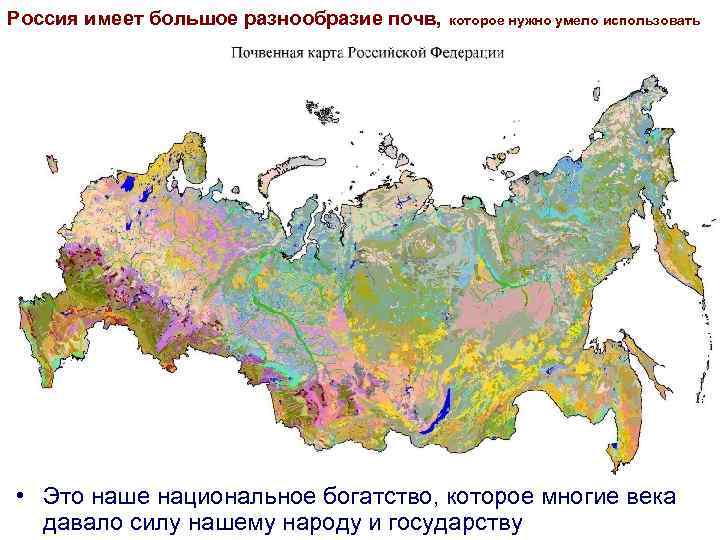 Россия имеет большое разнообразие почв, которое нужно умело использовать • Это наше национальное богатство,