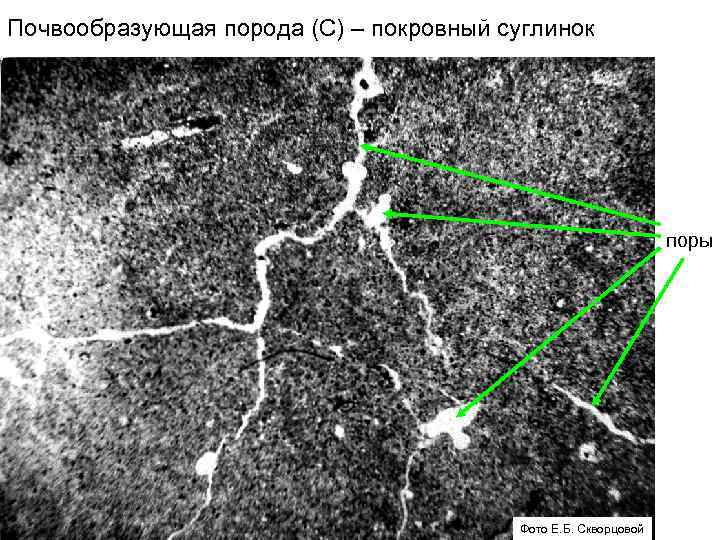 Почвообразующая порода (С) – покровный суглинок поры Фото Е. Б. Скворцовой 