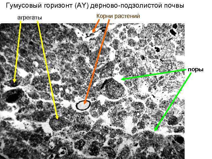 Гумусовый горизонт (AY) дерново-подзолистой почвы агрегаты Корни растений поры 