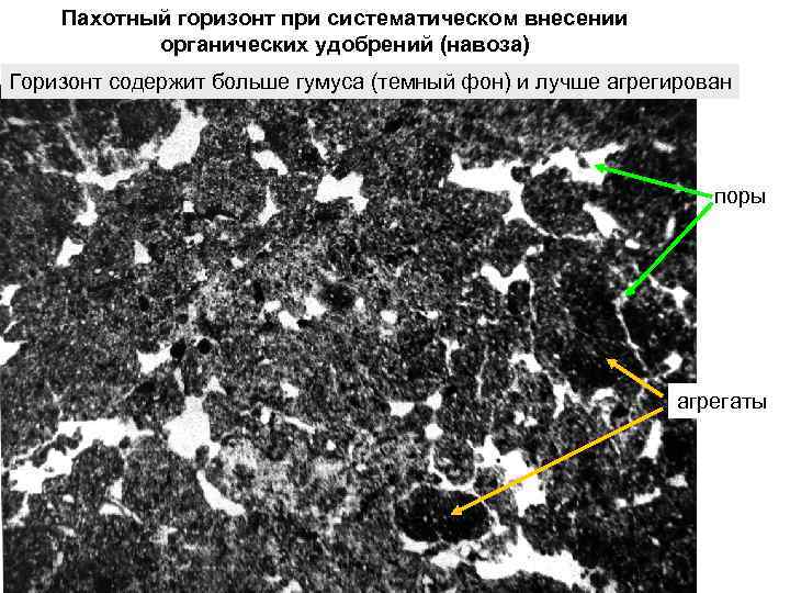 Пахотный горизонт при систематическом внесении органических удобрений (навоза) Горизонт содержит больше гумуса (темный фон)