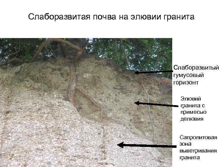 Слаборазвитая почва на элювии гранита Слаборазвитый гумусовый горизонт Элювий гранита с примесью делювия Сапролитовая