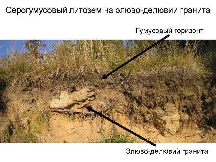 Серогумусовый литозем на элюво-делювии гранита Гумусовый горизонт Элюво-делювий гранита 