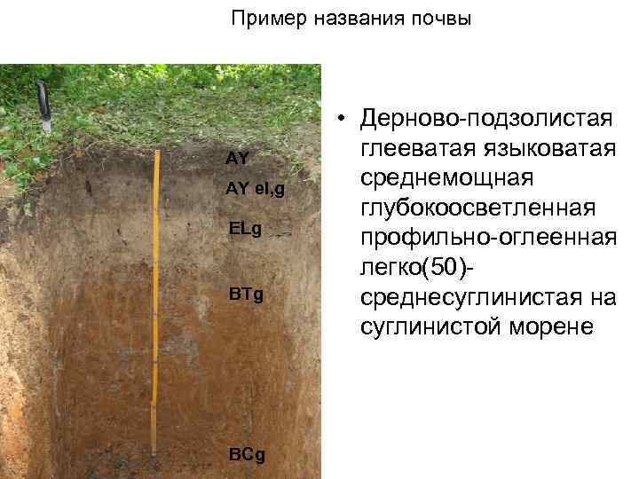 Тяжелыми почвами называют. Дерново-подзолистые суглинистые почвы. Дерново-подзолистая глеевая. Дерново-подзолистые глееватые и глеевые. Дерново-подзолистые почвы разрез.