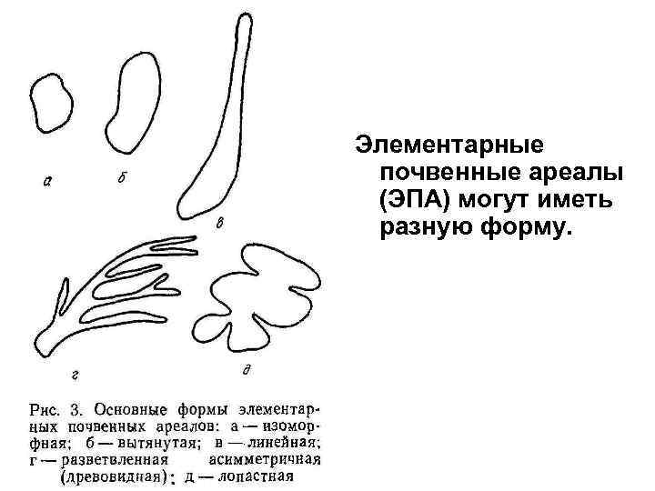 Элементарные почвенные ареалы (ЭПА) могут иметь разную форму. 