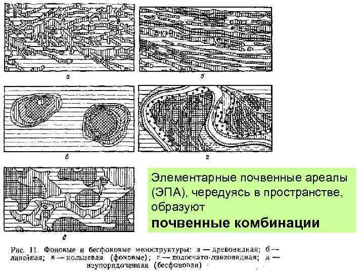 Элементарные почвенные ареалы (ЭПА), чередуясь в пространстве, образуют почвенные комбинации 