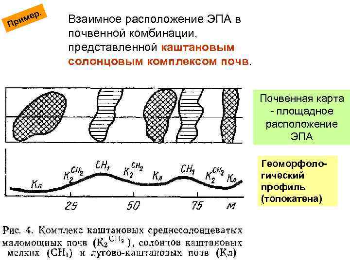 Пр ер. им Взаимное расположение ЭПА в почвенной комбинации, представленной каштановым солонцовым комплексом почв.