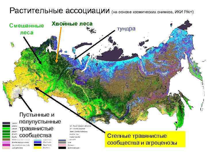Хвойные леса на карте. Растительные ассоциации. Растительная Ассоциация примеры. Хвойные леса России на карте. Типы растительной ассоциации.
