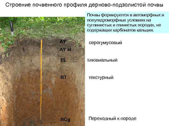 Строение почвенного профиля дерново-подзолистой почвы Почвы формируются в автоморфных и полугидроморфных условиях на суглинистых