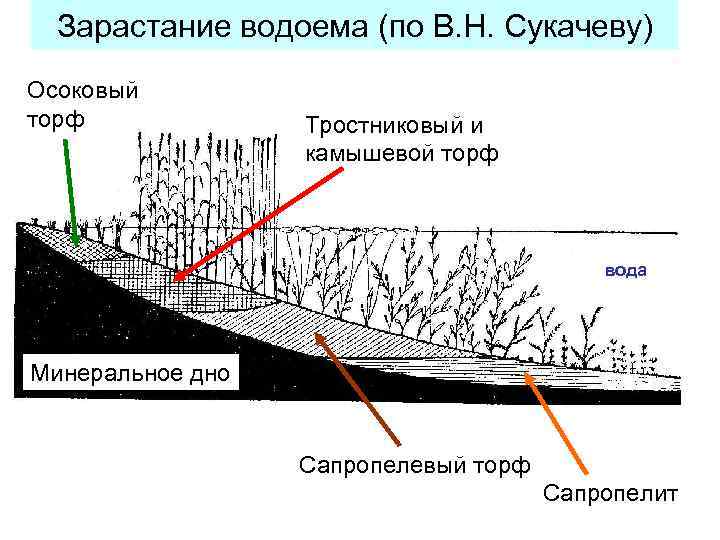 Зарастание водоема (по В. Н. Сукачеву) Осоковый торф Тростниковый и камышевой торф вода Минеральное