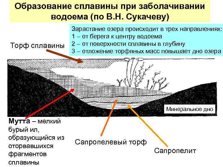 Образование сплавины при заболачивании водоема (по В. Н. Сукачеву) Торф сплавины Зарастание озера происходит
