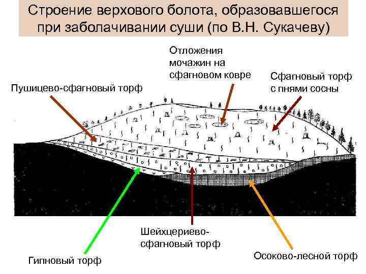 Строение верхового болота, образовавшегося при заболачивании суши (по В. Н. Сукачеву) Отложения мочажин на