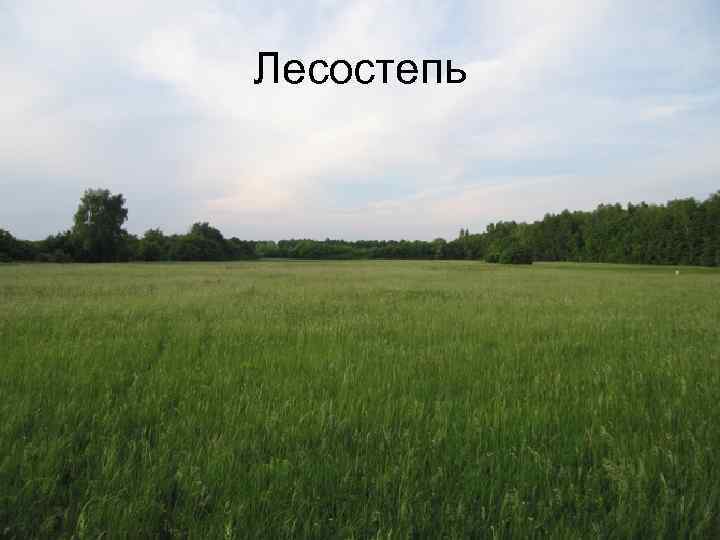 Лесостепь 