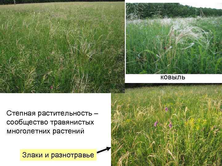 ковыль Степная растительность – сообщество травянистых многолетних растений Злаки и разнотравье 