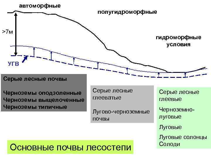 автоморфные полугидроморфные >7 м гидроморфные условия УГВ Серые лесные почвы Черноземы оподзоленные Черноземы выщелоченные