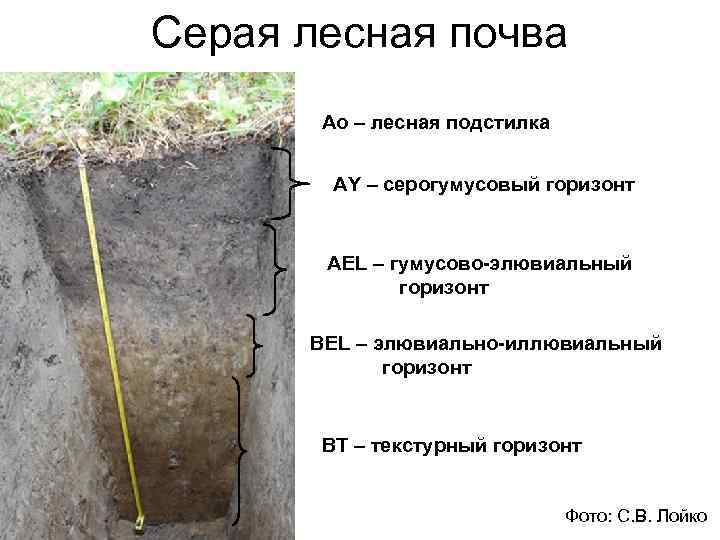 По рисунку 203 расскажите об отличиях подзолистых почв и черноземов кратко