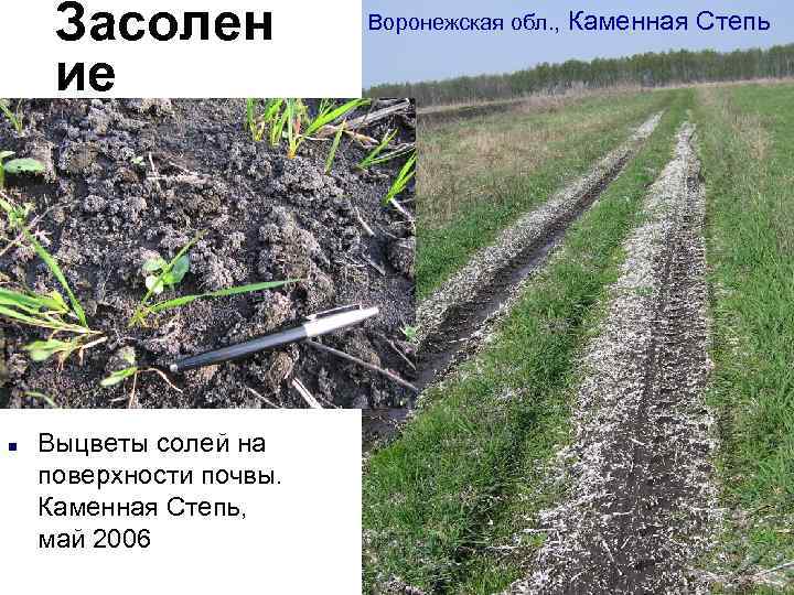 Засолен ие n Выцветы солей на поверхности почвы. Каменная Степь, май 2006 Воронежская обл.