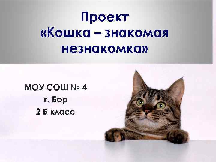 Проект «Кошка – знакомая незнакомка» МОУ СОШ № 4 г. Бор 2 Б класс