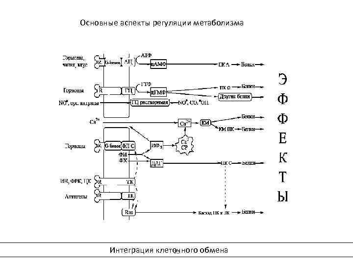 Основные аспекты регуляции метаболизма Интеграция клеточного обмена 10 