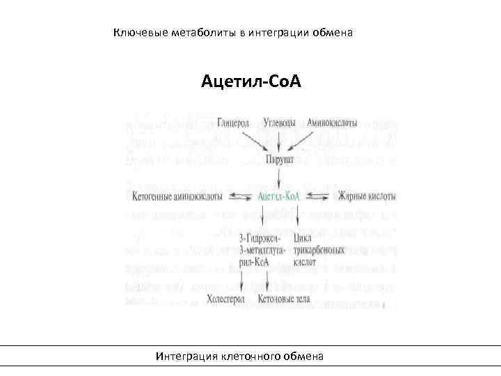 Ключевые метаболиты в интеграции обмена Ацетил-Со. А Интеграция клеточного обмена 5 