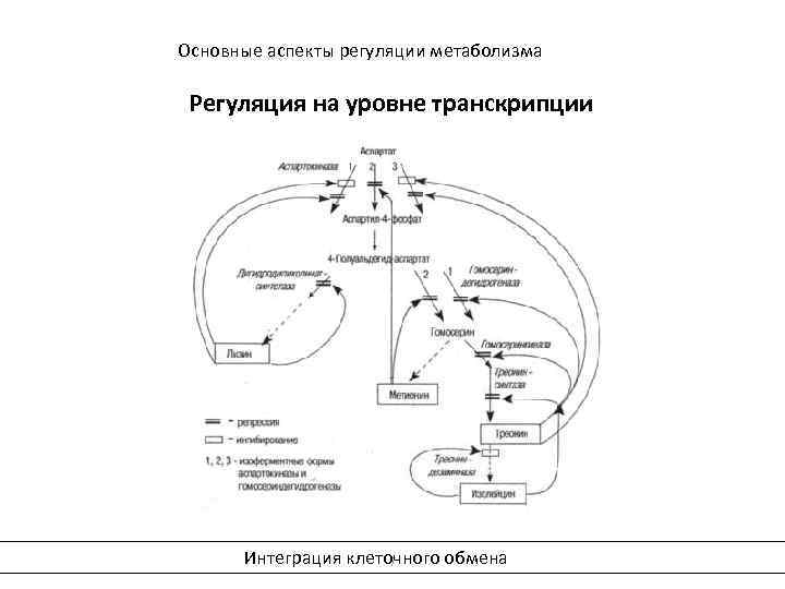 Интеграция метаболизма биохимия схема