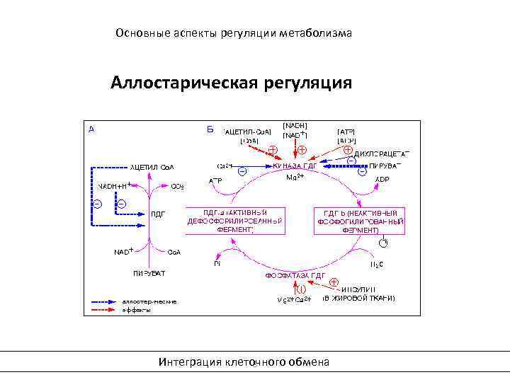 Основные аспекты регуляции метаболизма Аллостарическая регуляция Интеграция клеточного обмена 8 