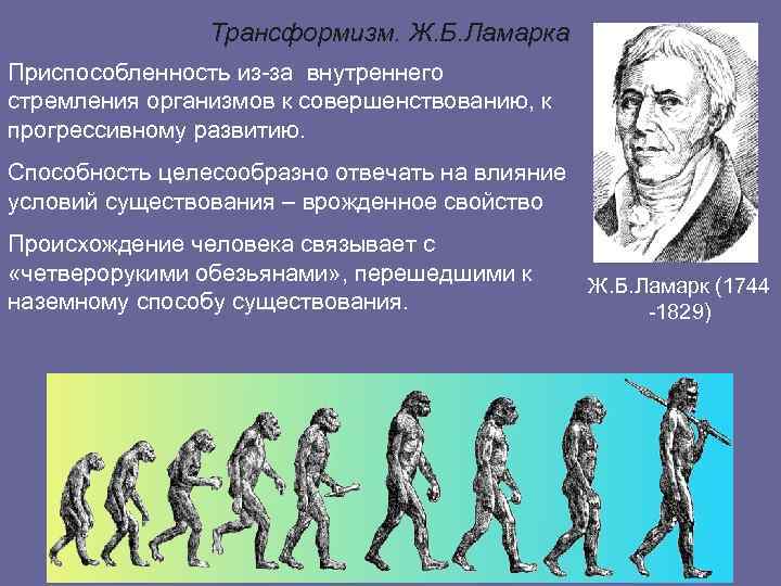 Способны к эволюции. Трансформизм теория эволюции. Происхождение человека по Ламарку. Ламарк происхождение человека. Эволюционная теория Ламарка.