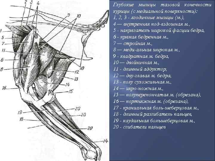 Глубокие мышцы тазовой конечности курицы (с медиальной поверхности): 1, 2, 3 ягодичные мышцы (м.