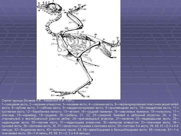 Скелет курицы (Климов А. Ф. , Акаевский А. И. 1951). 1—резцовая кость; 2—носовое отверстие;