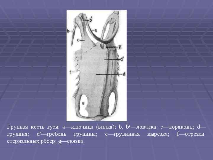 Грудная кость гуся: а—ключица (вилка); b, br—лопатка; с—коракоид; d— грудина; d'—гребень грудины; е—грудинная вырезка;