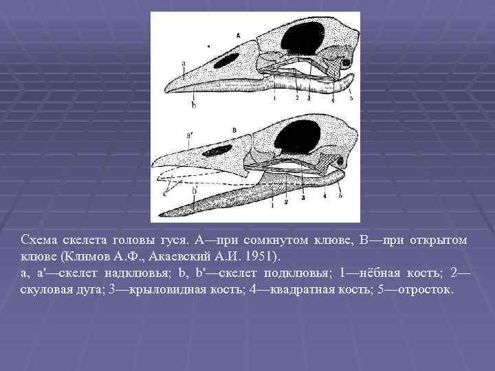 Схема скелета головы гуся. А—при сомкнутом клюве, В—при открытом клюве (Климов А. Ф. ,