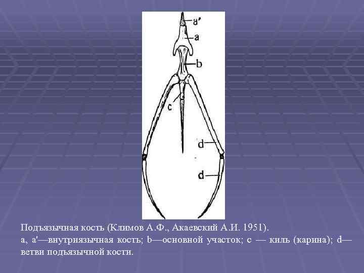 Подъязычная кость (Климов А. Ф. , Акаевский А. И. 1951). а, а'—внутриязычная кость; b—основной