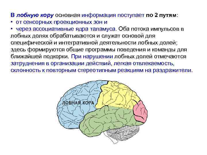 Зрительная зона коры больших полушарий находится в. Префронтальные зоны лобной доли. Префронтальная кора и лобная доля. Ассоциативные поля лобной доли. Ассоциативная функция коры больших полушарий.