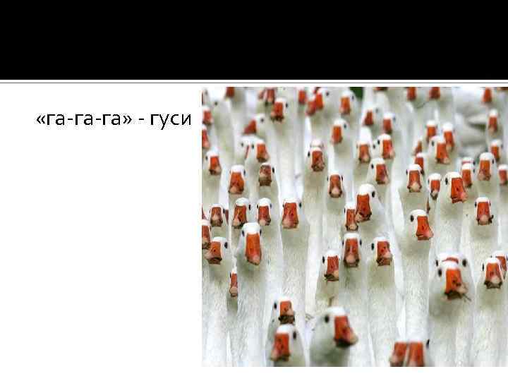  «га-га-га» - гуси 