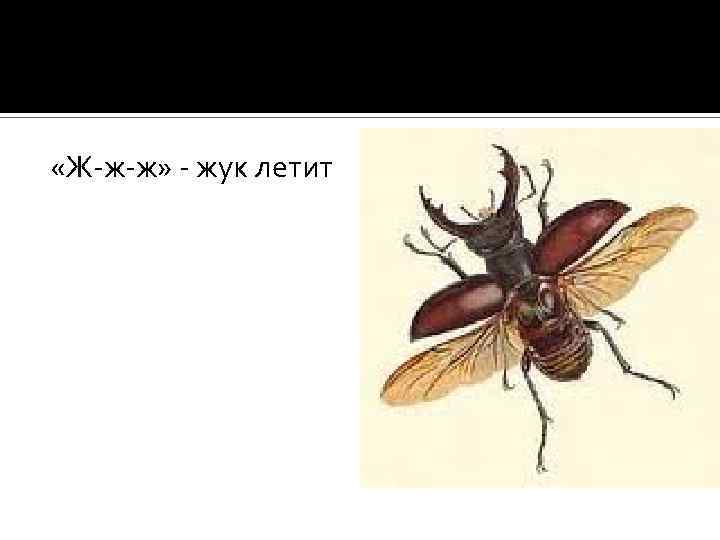  «Ж-ж-ж» - жук летит 