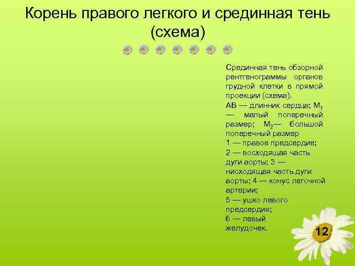 Корень правого легкого и срединная тень (схема) Срединная тень обзорной рентгенограммы органов грудной клетки