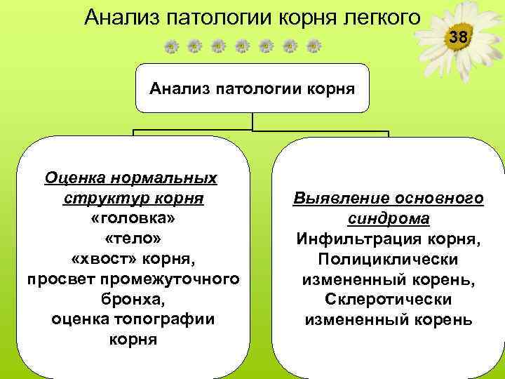 Анализ патологии корня легкого 38 Анализ патологии корня Оценка нормальных структур корня «головка» «тело»