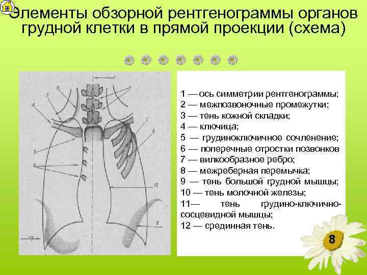 План описания рентгенограммы легких