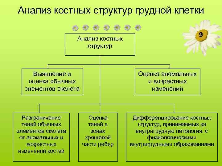 Анализ костных структур грудной клетки 9 Анализ костных структур Выявление и оценка обычных элементов