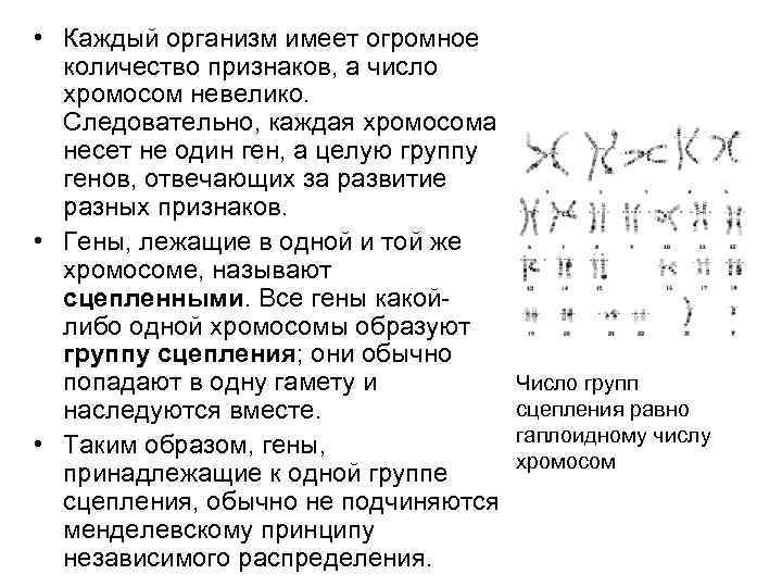 Каждая хромосома имеет. Количество хромосом по возрастанию. Какие организмы имеют самое большое количество хромосом. Число генов у отдельного организма равно числу хромосом. Каждый ген отвечает за.