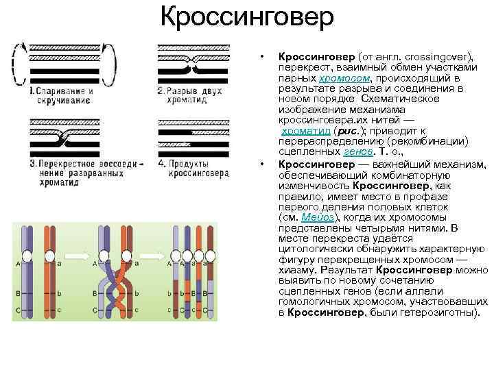 Схема взаимного расположения генов находящихся в одной группе сцепления называется