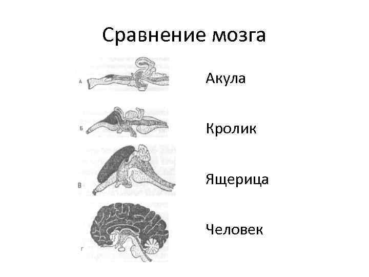 Сравнение мозга Акула Кролик Ящерица Человек 