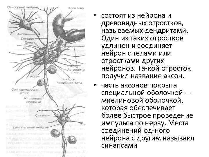  • состоят из нейрона и древовидных отростков, называемых дендритами. Один из таких отростков