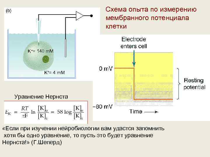 Схема опыта по измерению мембранного потенциала клетки K+= 140 m. M K+= 4 m.