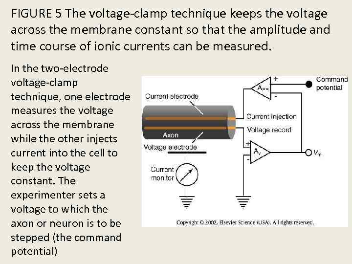 FIGURE 5 The voltage-clamp technique keeps the voltage across the membrane constant so that