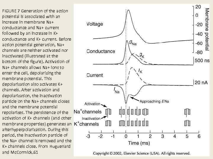 FIGURE 7 Generation of the action potential is associated with an increase in membrane