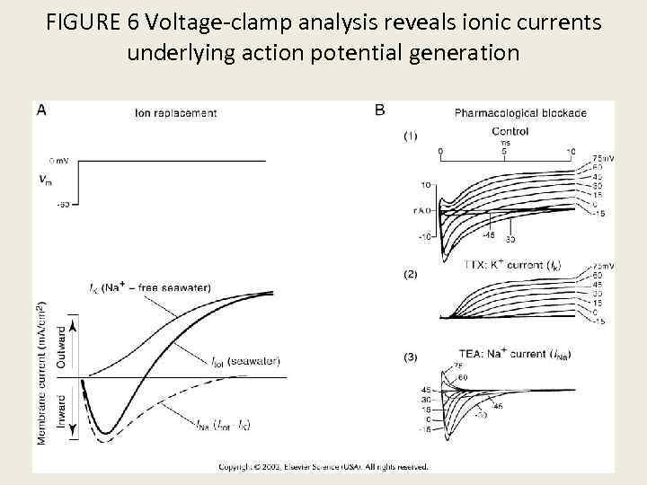 FIGURE 6 Voltage-clamp analysis reveals ionic currents underlying action potential generation 